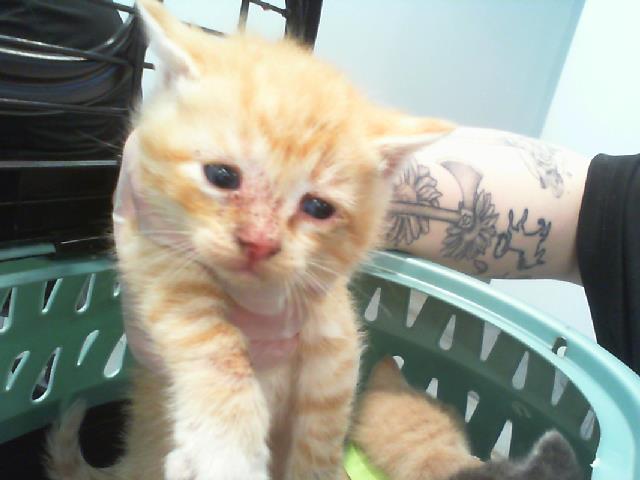 Shelter Stray Male Cat last seen HUNTERSVILLE, 8315 Byrum Dr, Charlotte, NC 28217, USA