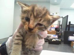 Shelter Stray Male Cat last seen HUNTERSVILLE, 8315 Byrum Dr, Charlotte, NC 28217, USA