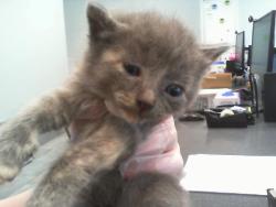 Shelter Stray Female Cat last seen HUNTERSVILLE, 8315 Byrum Dr, Charlotte, NC 28217, USA