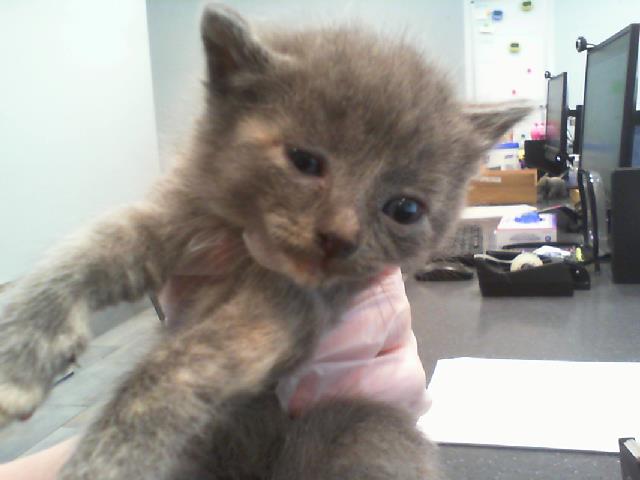 Shelter Stray Female Cat last seen HUNTERSVILLE, 8315 Byrum Dr, Charlotte, NC 28217, USA