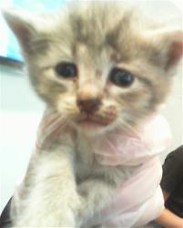 Shelter Stray Female Cat last seen HUNTERSVILLE, 8315 Byrum Dr, Charlotte, NC 28217, USA