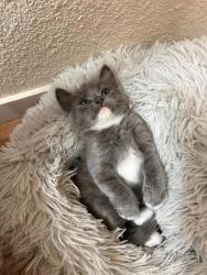 Shelter Stray Male Cat last seen NATOMAS CENTRAL DR & DEL PASO RD, 2127 Front St, Sacramento, CA 95818, USA