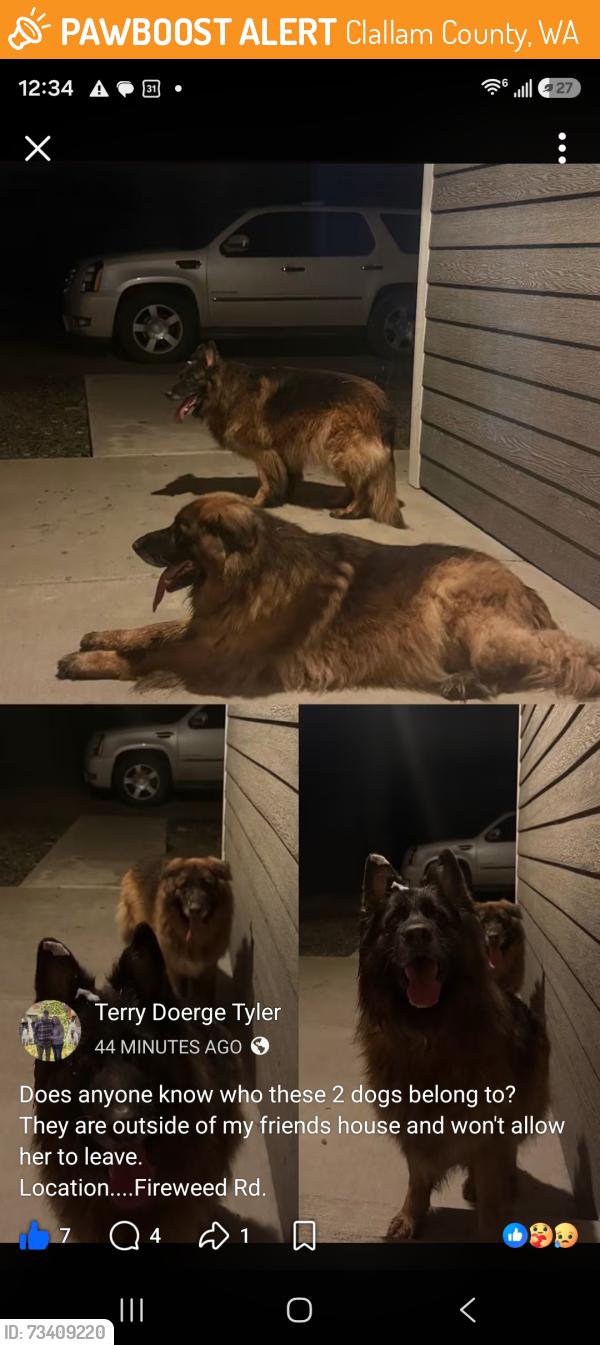 Found/Stray Unknown Dog last seen Firewood Rd, Clallam County, WA 98382