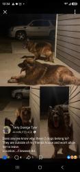 Found/Stray Unknown Dog last seen Firewood Rd, Clallam County, WA 98382