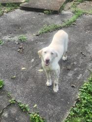 Found/Stray Female Dog last seen Hillcrest hosp, Birmingham, AL 35212
