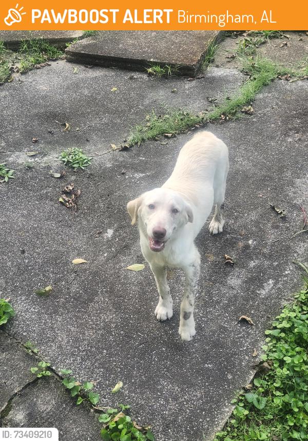 Found/Stray Female Dog last seen Hillcrest hosp, Birmingham, AL 35212