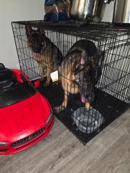 Found/Stray Female Dog last seen Maple Hill Road and Diamond Bar Blvd, Diamond Bar, CA 91765