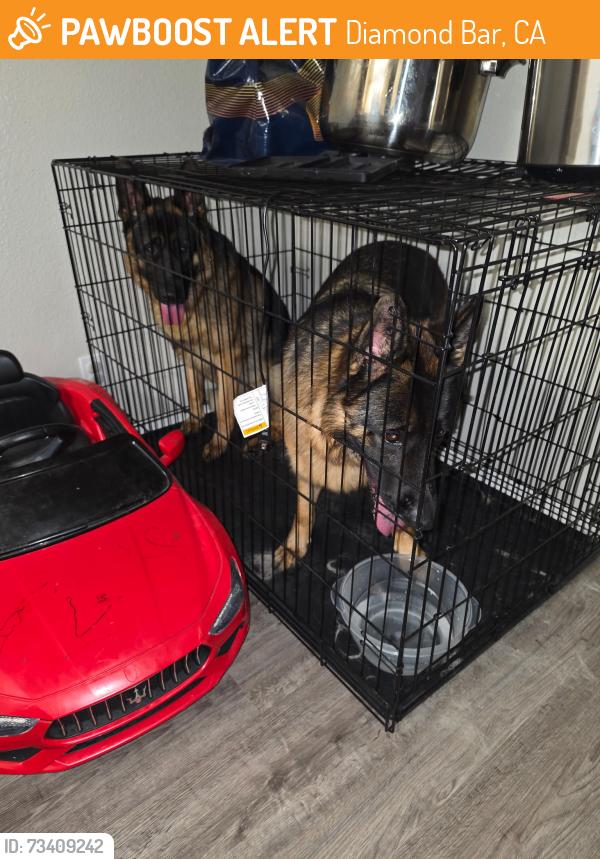 Found/Stray Female Dog last seen Maple Hill Road and Diamond Bar Blvd, Diamond Bar, CA 91765