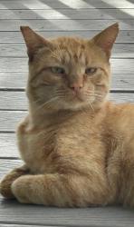 Reunited Male Cat last seen farquhar street and o’sullivan, Los Angeles, CA 90032
