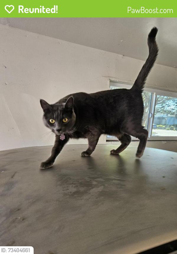 Reunited Female Cat last seen Los Arboles Middle School, Reindollar Ave, Owen Ave, Marina, CA 93933