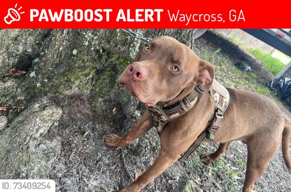 Lost Male Dog last seen Mini store, Waycross, GA 31503