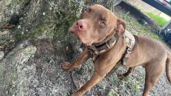 Lost Male Dog last seen Mini store, Waycross, GA 31503