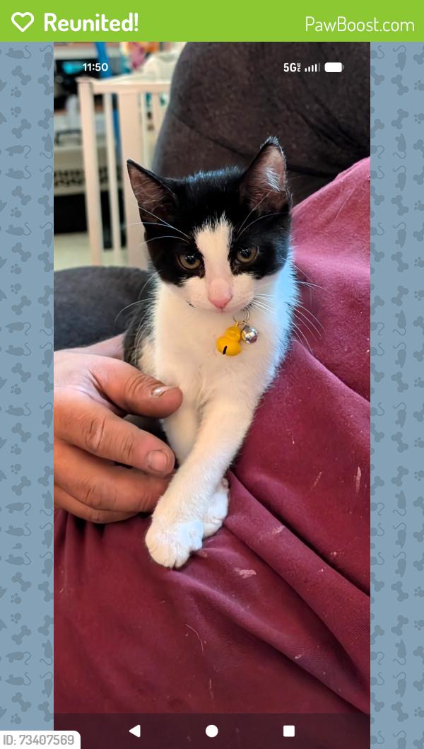 Reunited Female Cat last seen 108th and 109th st between 85th and 86th aves, Queens, NY 11418