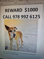 Lost Female Dog last seen Sweetpea & Green Haven, Hendersonville, NC 28791