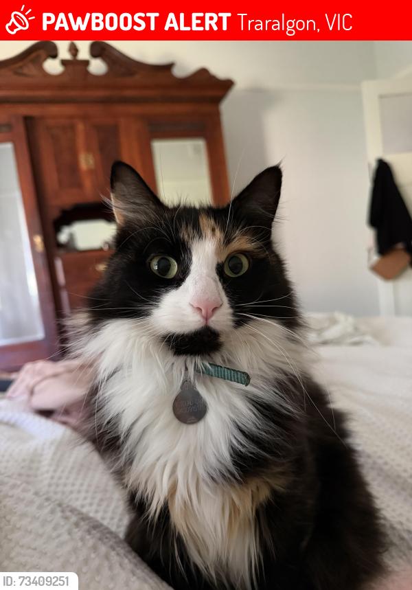 Lost Female Cat last seen St Pauls Anglican grammar school Traralagon, Traralgon, VIC 3844