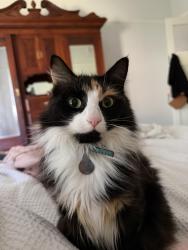 Lost Female Cat last seen St Pauls Anglican grammar school Traralagon, Traralgon, VIC 3844