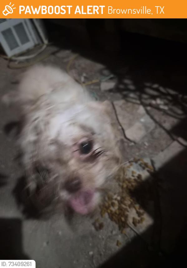 Found/Stray Unknown Dog last seen Morningside rd, Brownsville, TX 78521