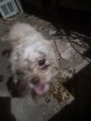 Found/Stray Unknown Dog last seen Morningside rd, Brownsville, TX 78521