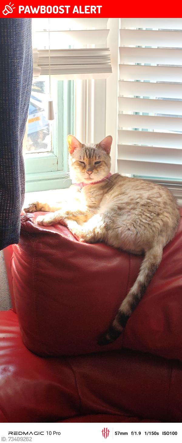 Lost Female Cat last seen Woodborough road, Nottingham, England NG3 2NJ