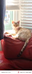 Lost Female Cat last seen Woodborough road, Nottingham, England NG3 2NJ