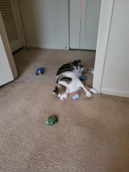 Reunited Male Cat last seen Near Gregg street, Philadelphia, PA 19152