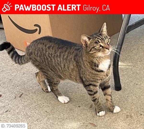 Lost Female Cat last seen Near Rancho Hills Dr, Gilroy, CA 95020