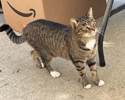 Lost Female Cat last seen Near Rancho Hills Dr, Gilroy, CA 95020