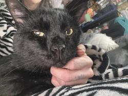 Found/Stray Unknown Cat last seen No class, Cleveland, OH 44102