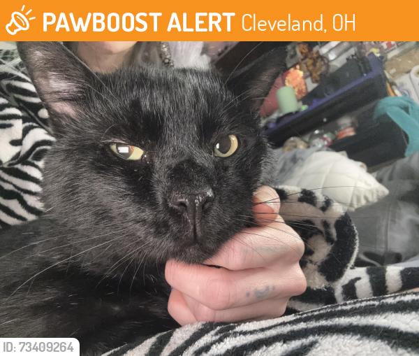 Found/Stray Unknown Cat last seen No class, Cleveland, OH 44102