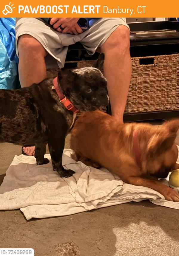 Found/Stray Female Dog last seen Southern boulevard, Danbury, CT 06810