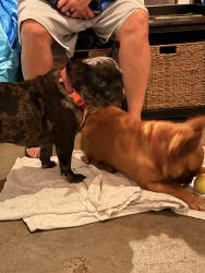 Found/Stray Female Dog last seen Southern boulevard, Danbury, CT 06810