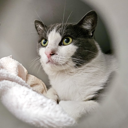Shelter Stray Male Cat last seen MLK JR Reginal Shoreline, Oakland, CA, 1101 29th Ave, Oakland, CA 94601, USA