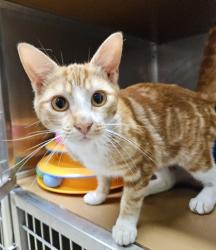 Shelter Stray Male Cat last seen Near 64th Ave, Oakland, CA, 1101 29th Ave, Oakland, CA 94601, USA