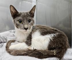 Shelter Stray Female Cat last seen Near 64th Ave, Oakland, CA, 1101 29th Ave, Oakland, CA 94601, USA