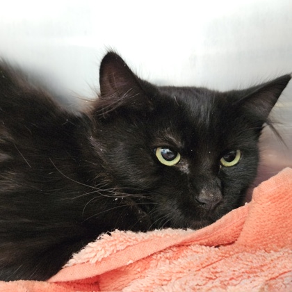 Shelter Stray Female Cat last seen Near Abbey St, Oakland, CA, 1101 29th Ave, Oakland, CA 94601, USA