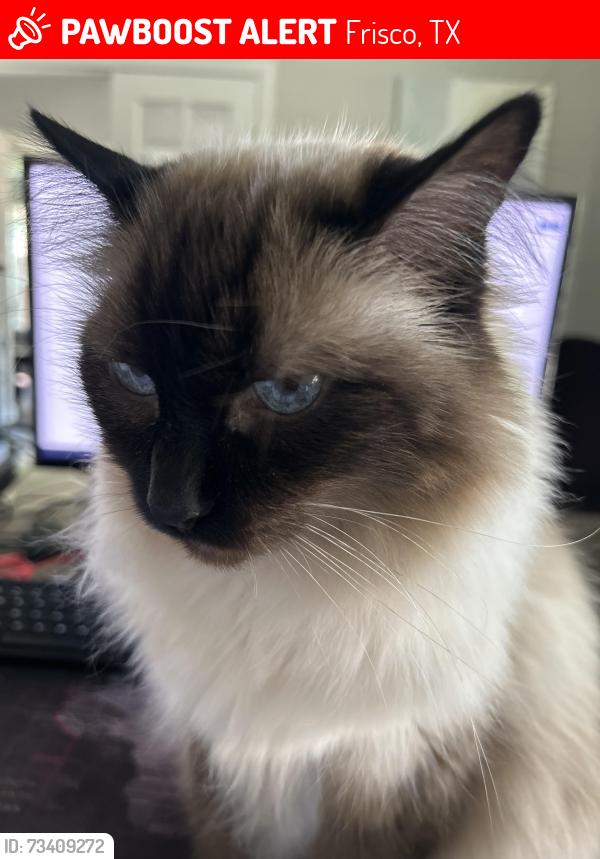 Lost Female Cat last seen Frisco Main St and Teel Pkwy, Frisco, TX 75033