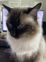Lost Female Cat last seen Frisco Main St and Teel Pkwy, Frisco, TX 75033