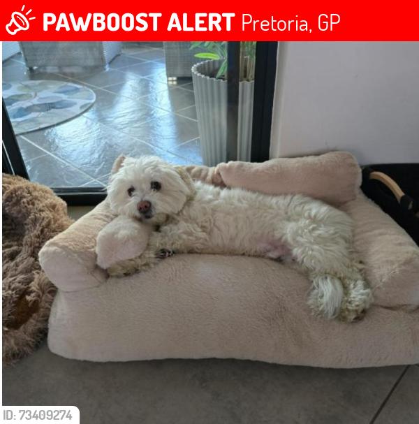 Lost Male Dog last seen Woodhill drive and Garstfontein, Pretoria, GP 0076
