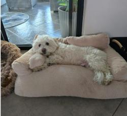 Lost Male Dog last seen Woodhill drive and Garstfontein, Pretoria, GP 0076