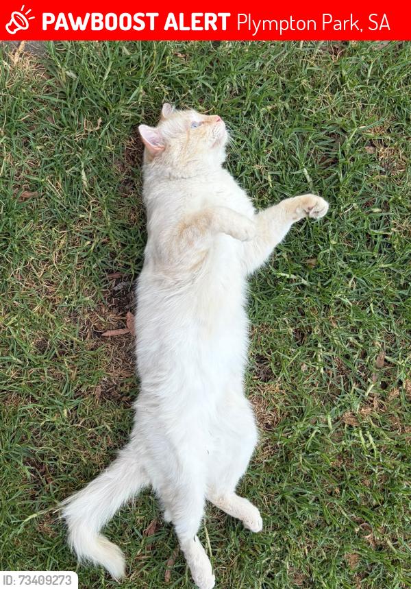 Lost Male Cat last seen 12-14 Clement Street Plympton Park. Allegedly reported to be hit by a car near Aldi , Cross Road, Plympton Park, SA 5038
