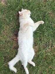Lost Male Cat last seen 12-14 Clement Street Plympton Park. Allegedly reported to be hit by a car near Aldi , Cross Road, Plympton Park, SA 5038