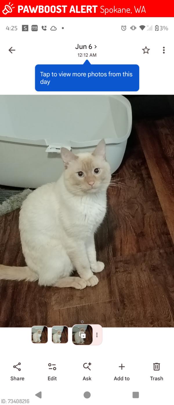 Lost Male Cat last seen Copper River apmts, Spokane, WA 99224