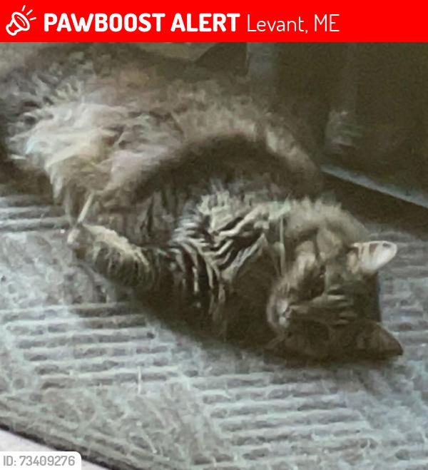 Lost Male Cat last seen South levant and pine tree road, Levant, ME 04456