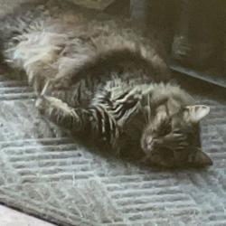 Lost Male Cat last seen South levant and pine tree road, Levant, ME 04456