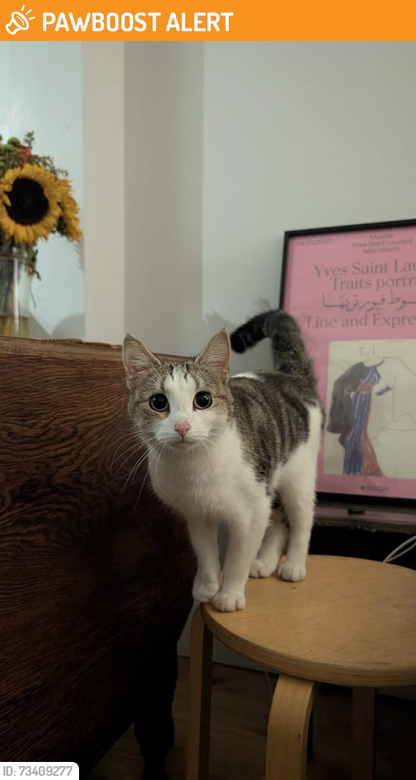 Found/Stray Female Cat last seen Hammersmith Grove, Greater London, England 