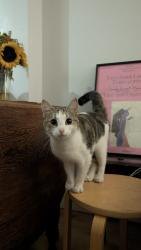 Found/Stray Female Cat last seen Hammersmith Grove, Greater London, England 