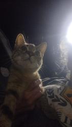 Found/Stray Female Cat last seen Kiowa rd, Apple Valley, CA 92395