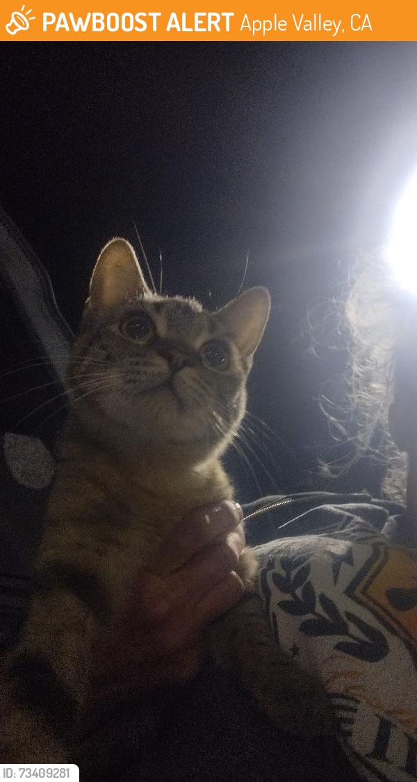 Found/Stray Female Cat last seen Kiowa rd, Apple Valley, CA 92395