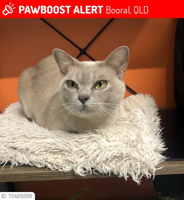 Lost Female Cat last seen Mahalo Road & Sunderland Street, Booral, qld 4655, Booral, QLD 4655