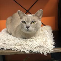 Lost Female Cat last seen Mahalo Road & Sunderland Street, Booral, qld 4655, Booral, QLD 4655